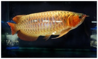 Quality RTG,X-back,Super Red, Asian Arowana/ Dragon Fish and others for sale