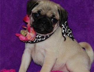 lovely pug puppies for homes
